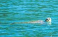 Ancient Turtles at Cape Hillsborough